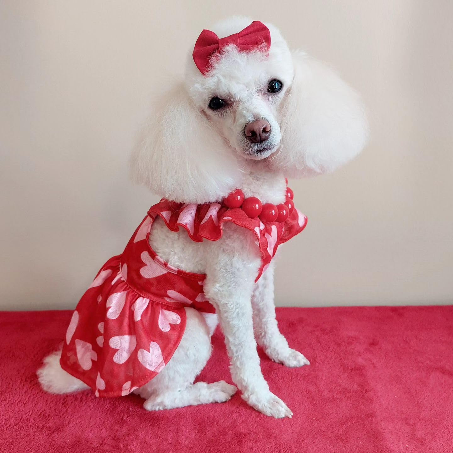 Vestido Fitwarm para paseos diarios de perro.
