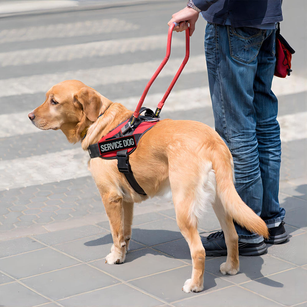 Parche FITZNORA para perros de servicio, tamaño mediano a grande.
