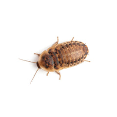 Five-Star Feeders Roach Chow ofrece equilibrio proteico para crecimiento gradual