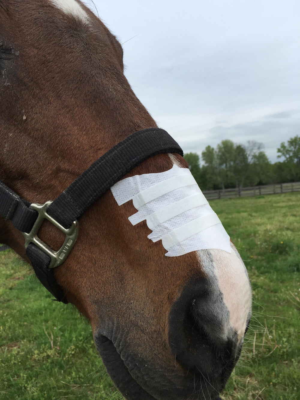 Flair Equine Nasal Strips se retiran fácilmente sin molestias.