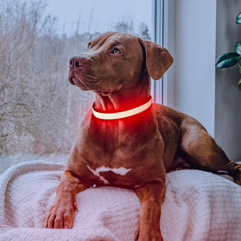Collar Flashseen LED para paseos nocturnos, mejora la visibilidad.