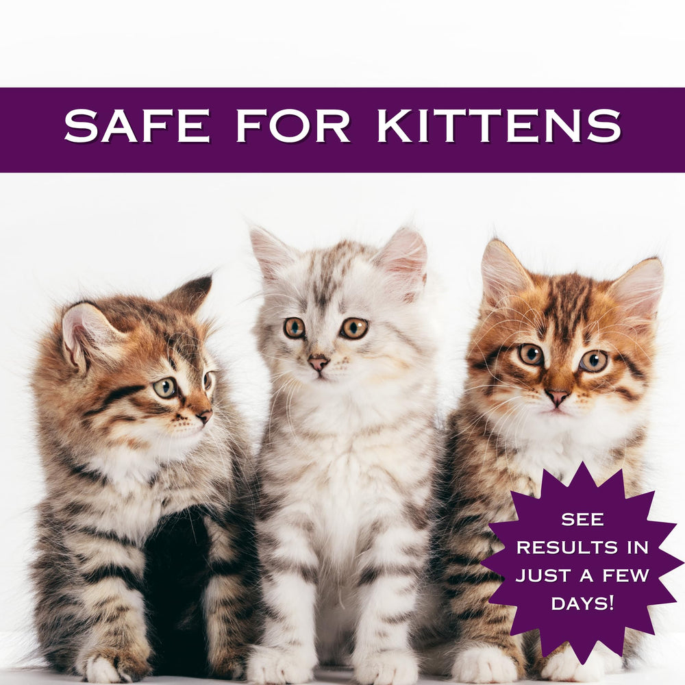 FlexTran Feline Ring Care: spray versátil para uso doméstico y clínico.