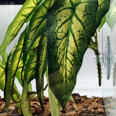 FLmoving planta reptil decorativa, refugio y rampa para reptiles
