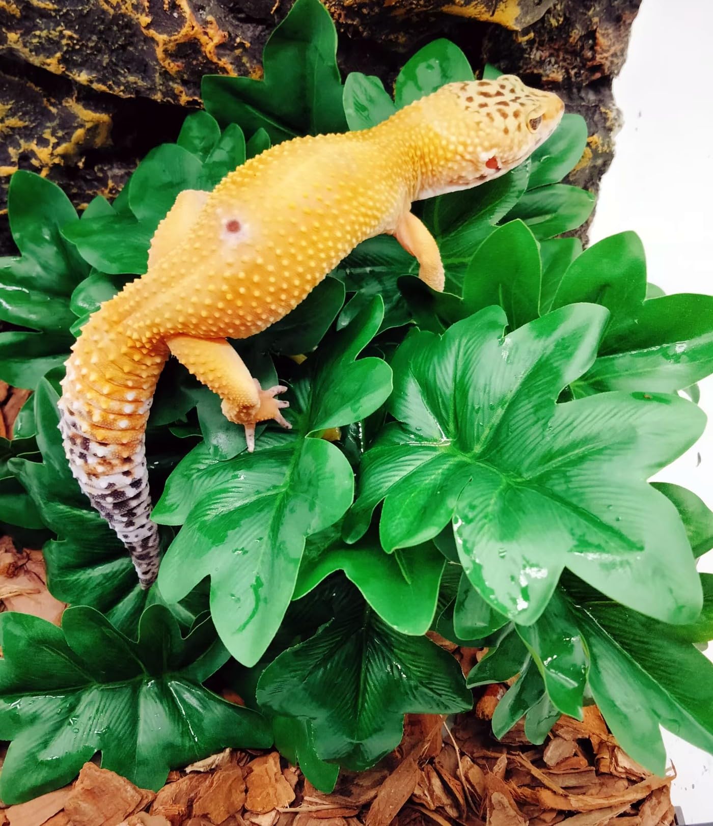FLmoving opción versátil para geckos, lagartos y tortugas en decorado realista