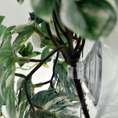 FLmoving decoración vegetal natural para terrario, mejora ambiente.