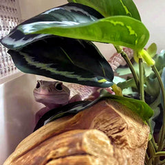FLmoving Reptil Plantas: limpieza fácil e impermeable, ideal para terrarios.