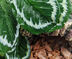 FLmoving Reptil Plantas: instalación con ventosas resistentes para fijación segura.