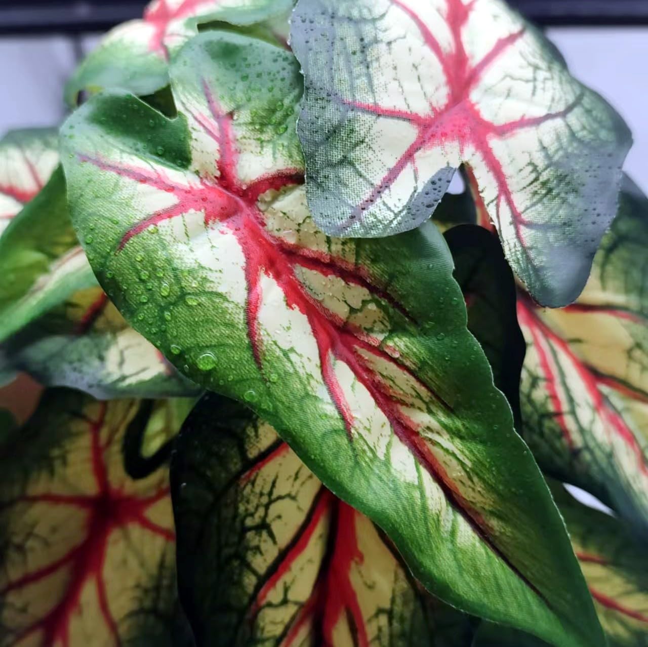 FLmoving Ventosas para fijación de plantas, sistema seguro para terrarios.