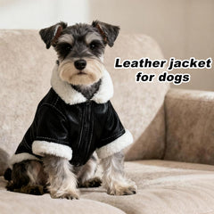 Diseño biker Floofelove para perro pequeño, estilo moderno para salidas urbanas.