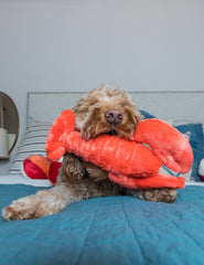 Fluff & Tuff Manny Lobster con relleno no tóxico y ojos bordados para seguridad.