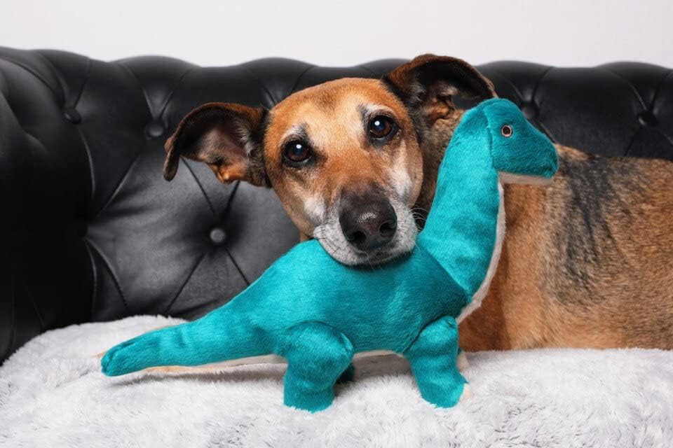 Tamaño MEDIUM de 14 pulgadas para perros medianos y experiencias de juego