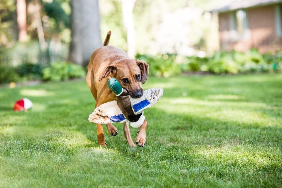 Fluff & Tuff Wally Mallard, costuras dobles que resisten sesiones de juego.