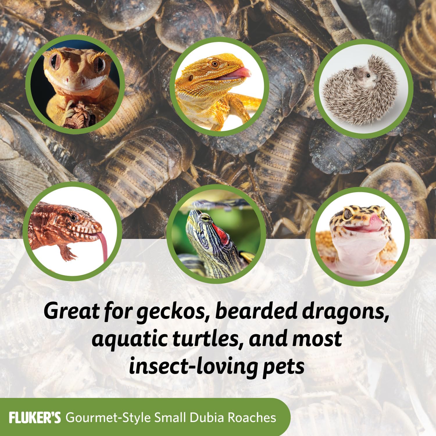 Fluker's lata gourmet para peces, práctica en acuarios.
