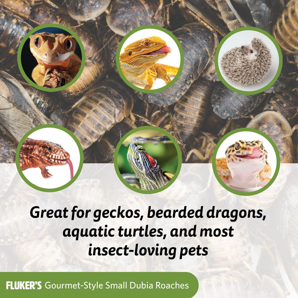 Fluker's lata gourmet para peces, práctica en acuarios.
