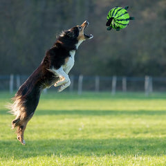 FOMAOGO pelota canina de alta durabilidad para mordidas suaves y juego diario.