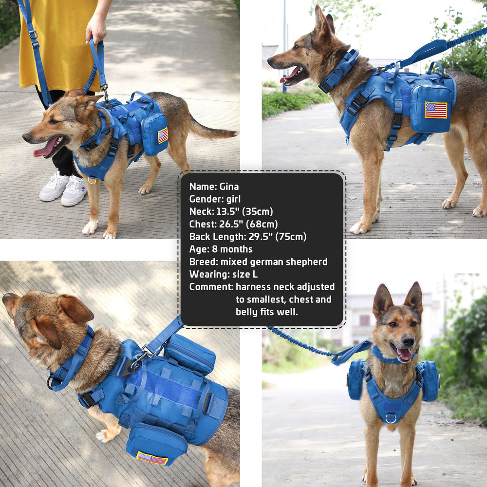 Forestpaw perro activo con chaleco azul en uso cotidiano