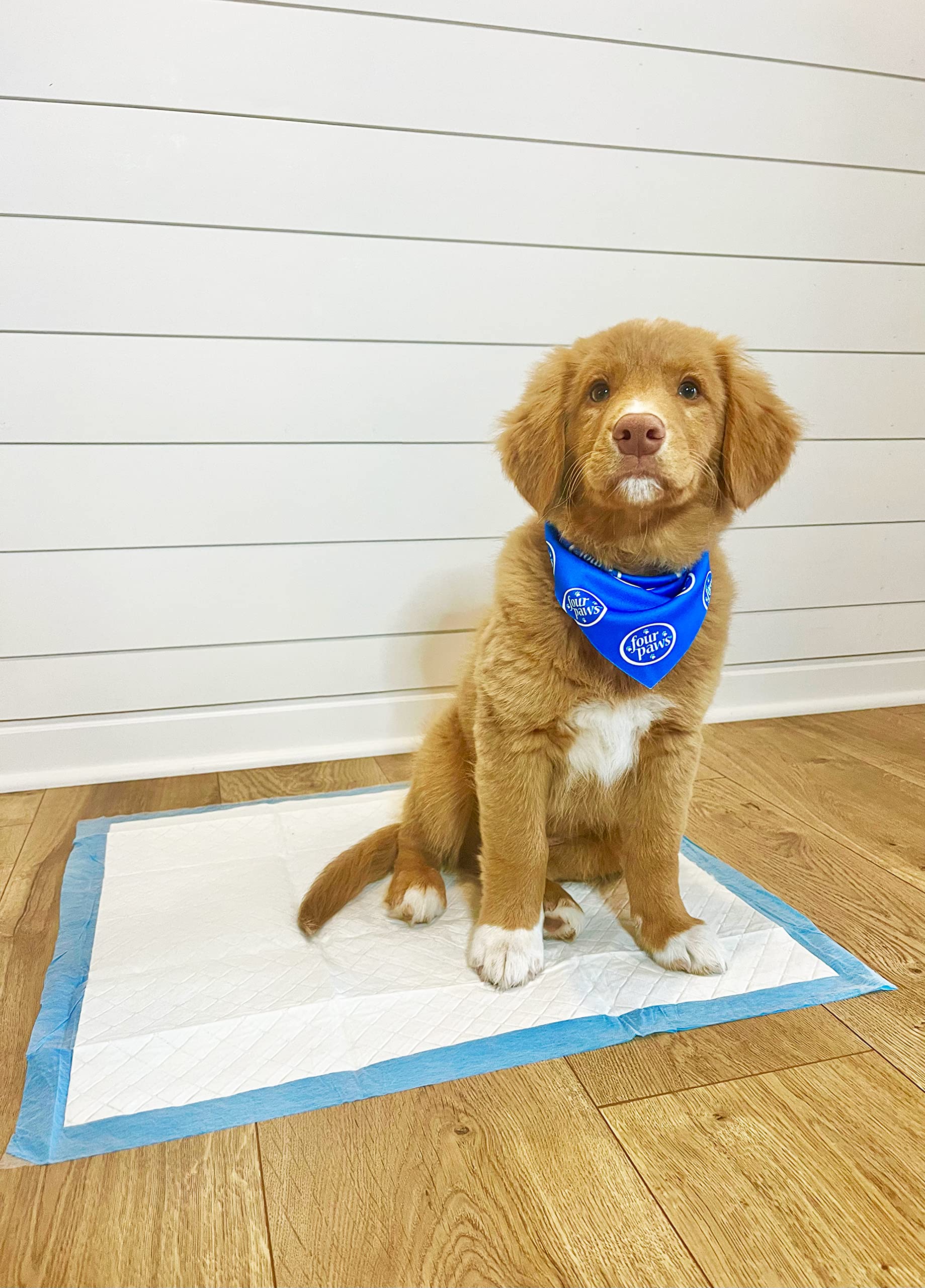 Apto para perros de todos los tamaños con Four Paws