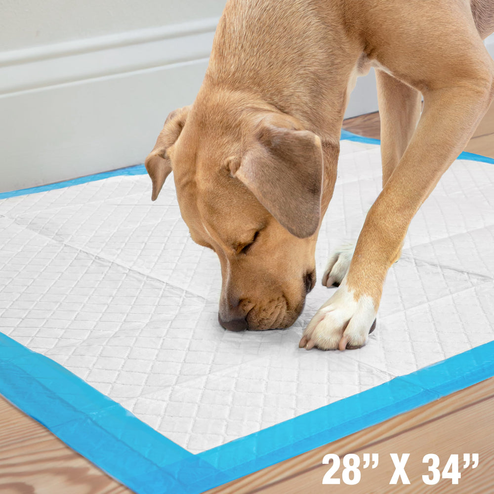 Four Paws Wee-Wee Pad conjunto de 40 tapetes.