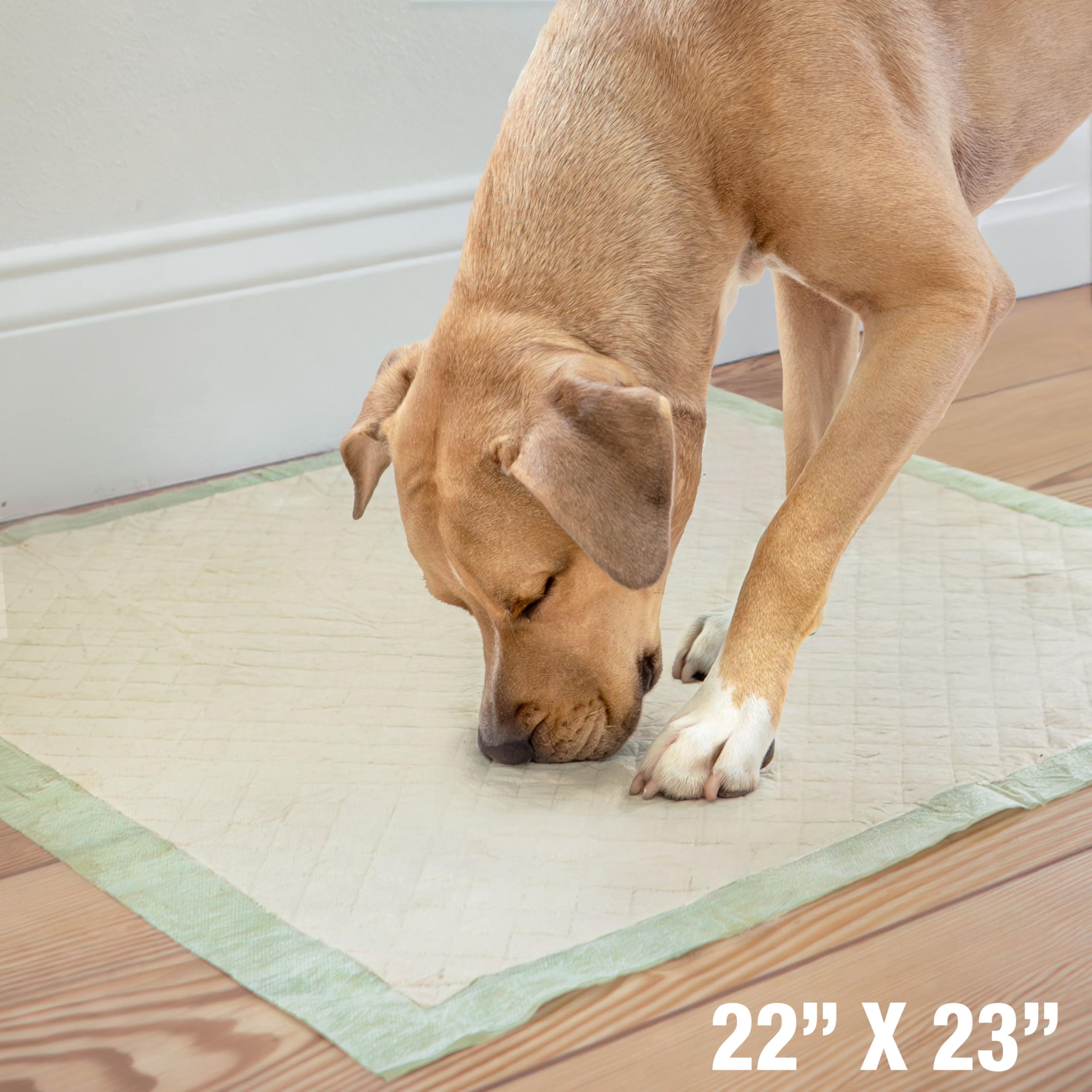 Four Paws Wee-Wee Pad protección 24 horas para entrenar en casa con confianza.