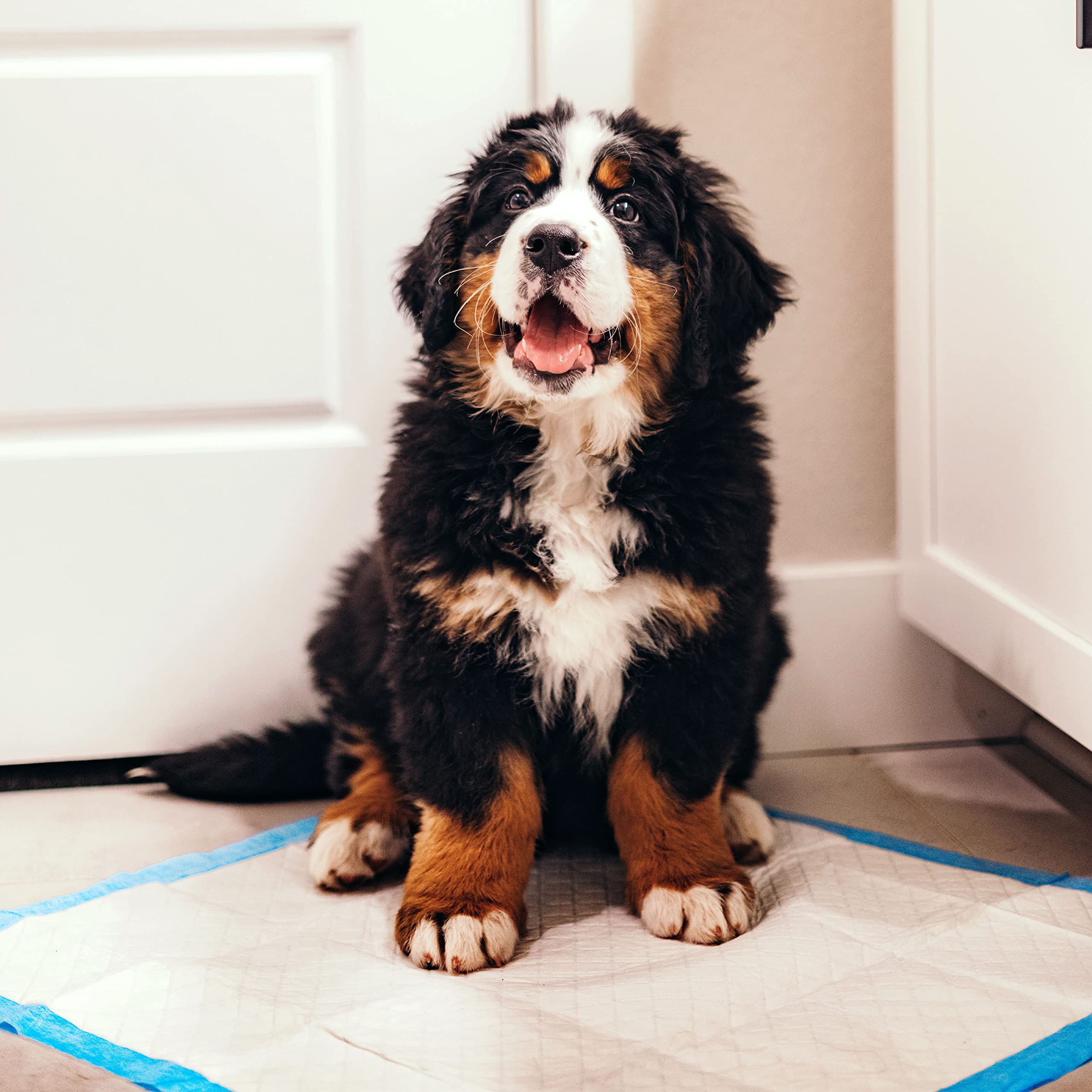 Tamaño de 22x23 pulgadas de Four Paws Wee-Wee ideal para perros variados
