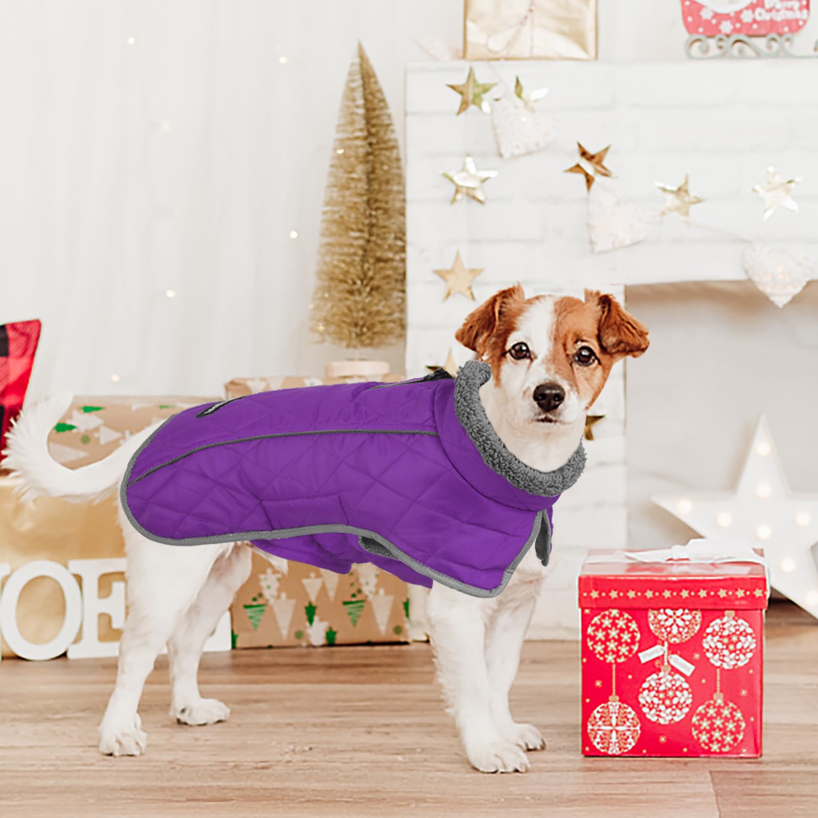 Fragralley chaqueta perro, ajuste de velcro en cuello y barriga para mayor comodidad.