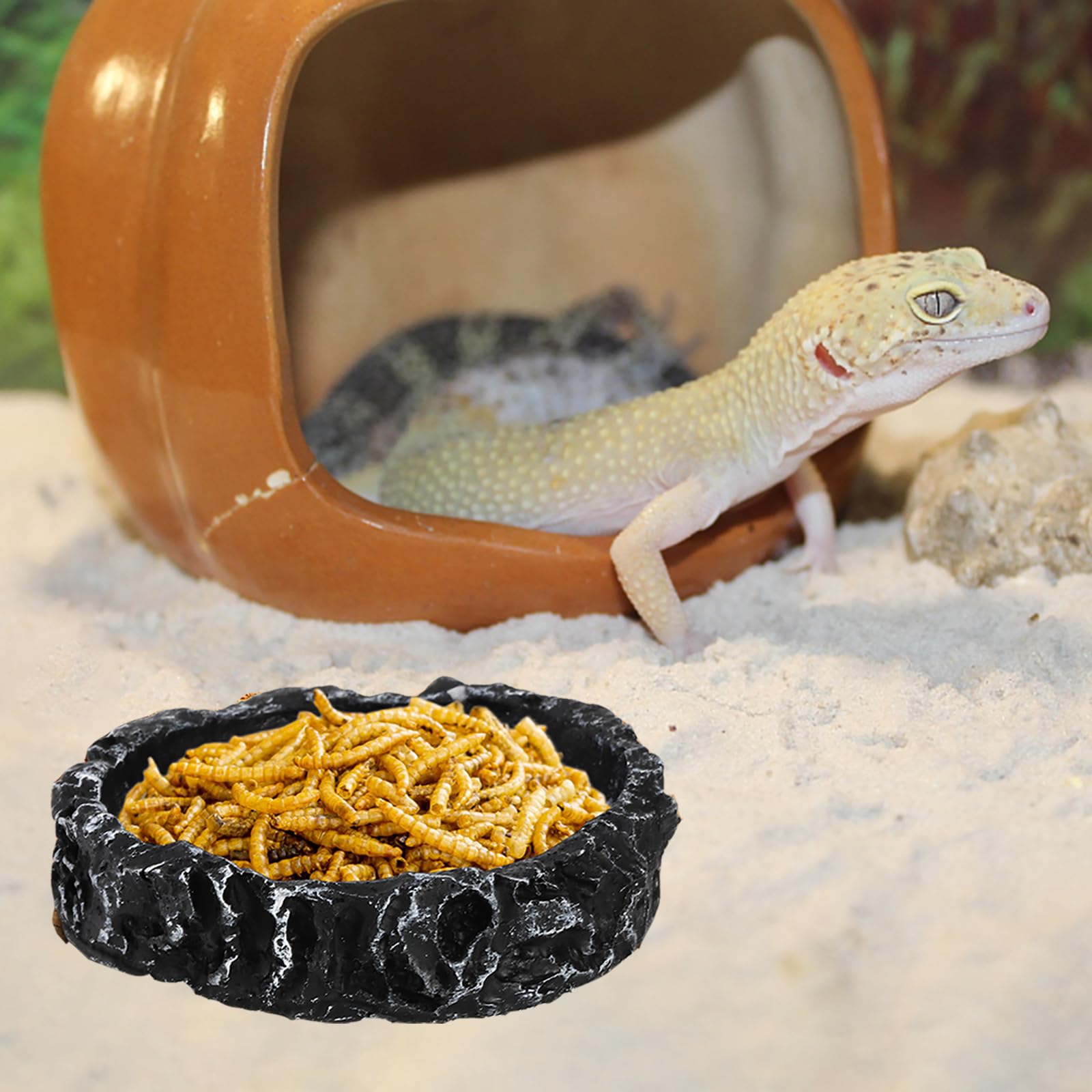 Frcctre cuenco para comida y agua, ideal para geckos y tortugas.