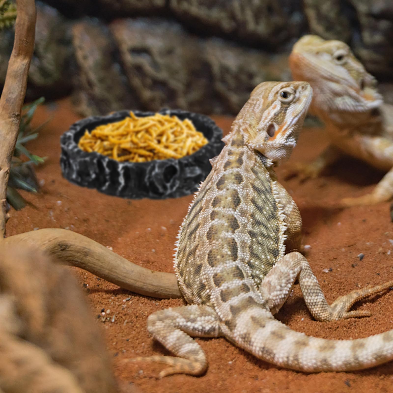 Frcctre fácil limpieza de cuencos reptil; se lavan con agua y cepillo.