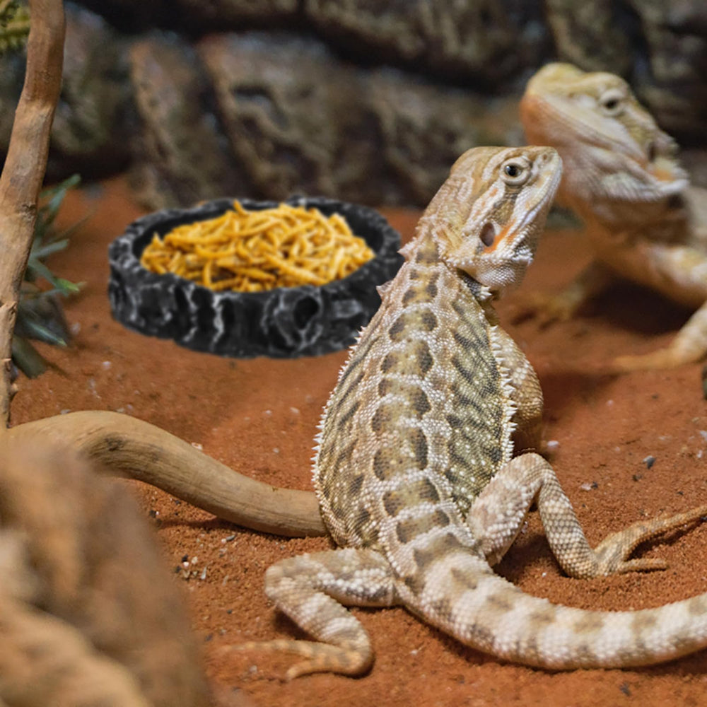 Frcctre fácil limpieza de cuencos reptil; se lavan con agua y cepillo.