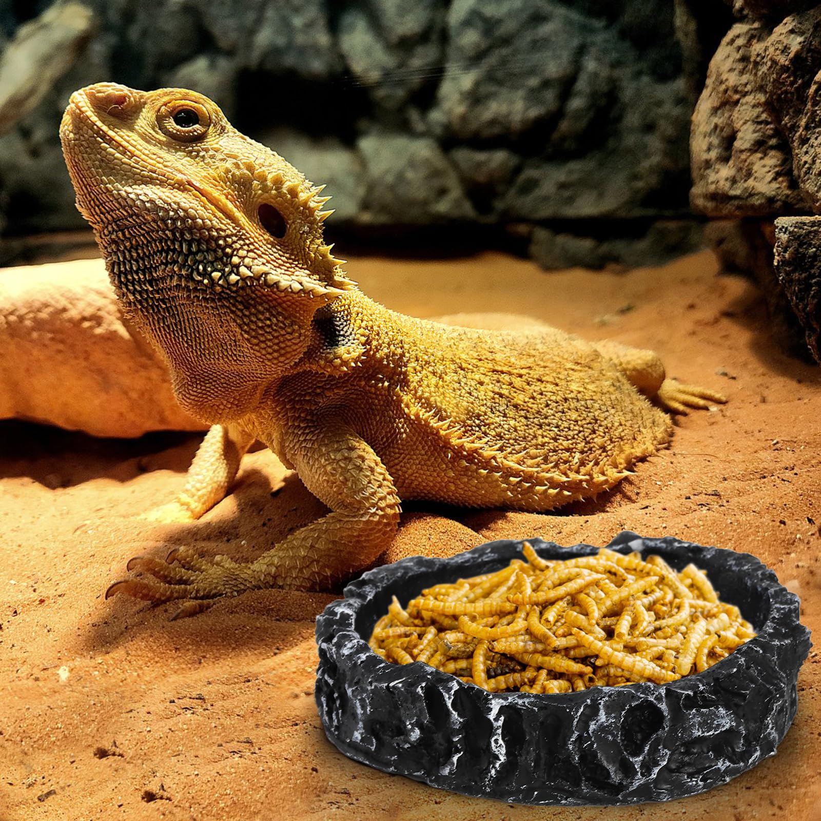 Frcctre juego de cuatro cuencos reptil, versátil para comida y agua.