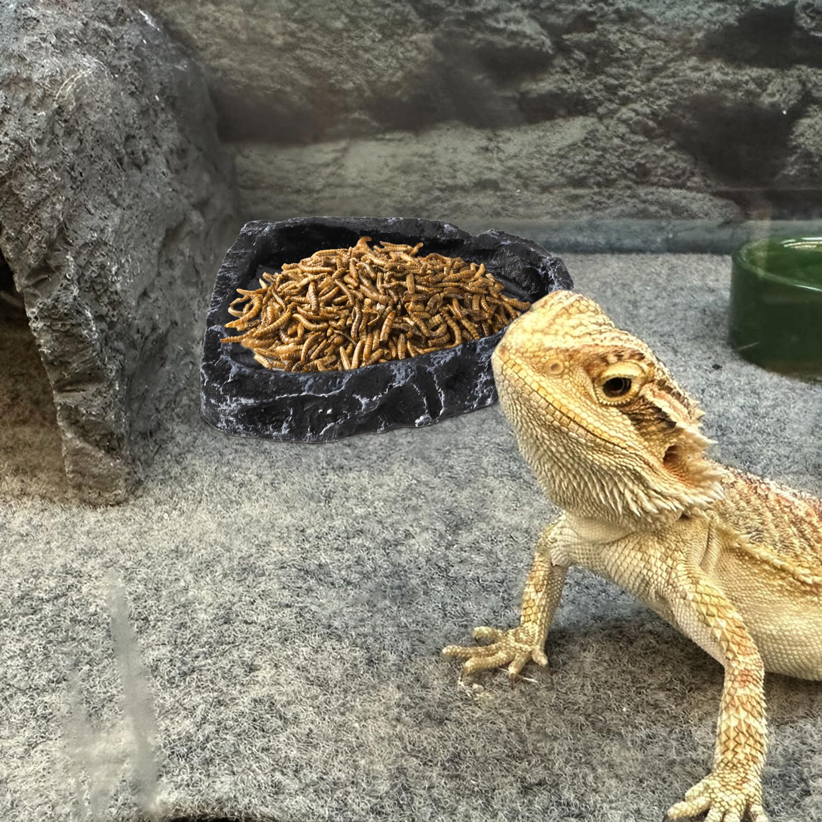Frcctre material resina duradera, cuencos seguros para reptiles.