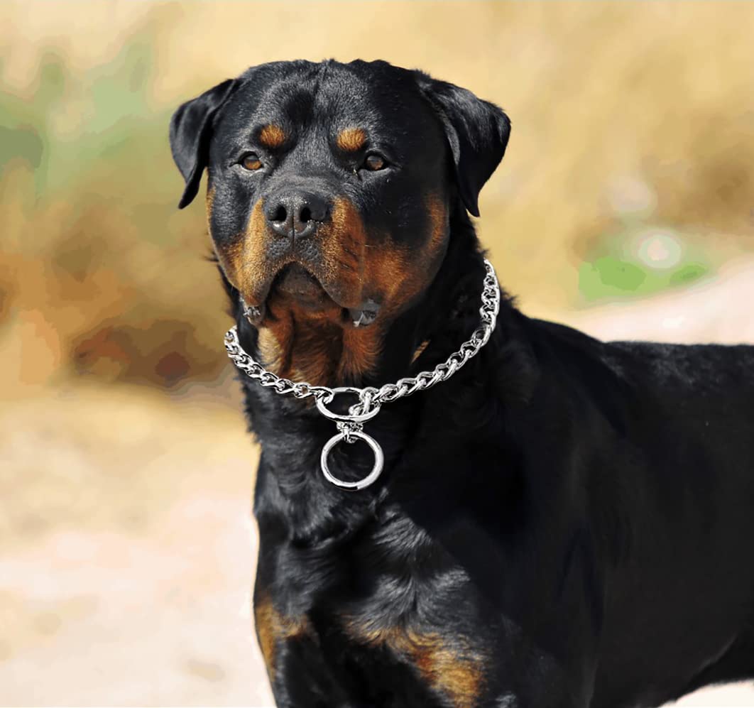 Freezx Collar de acero aleado, seguro para paseos diarios
