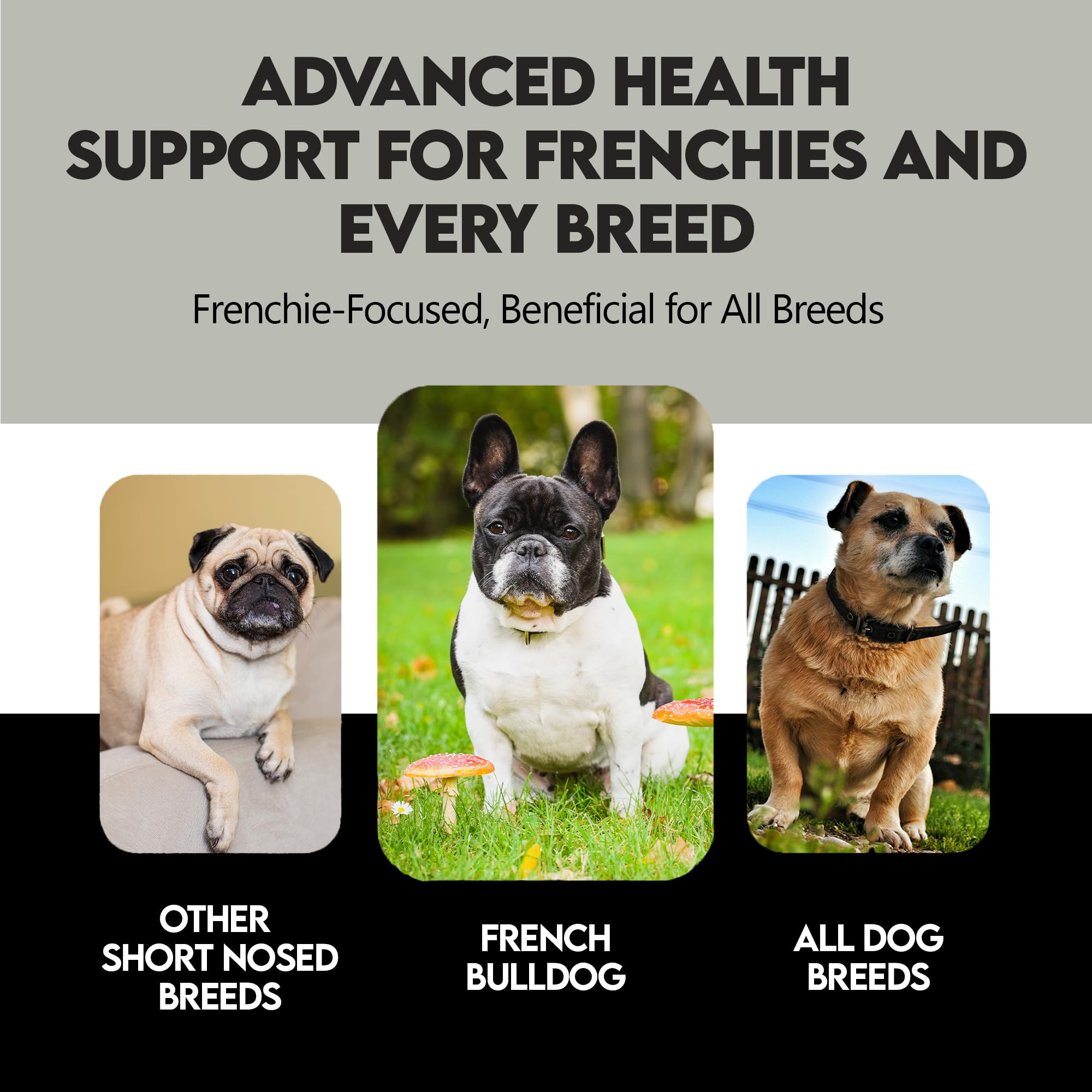 Defensa inmune y longevidad para perros Frenchies vs Everybody con hongos.