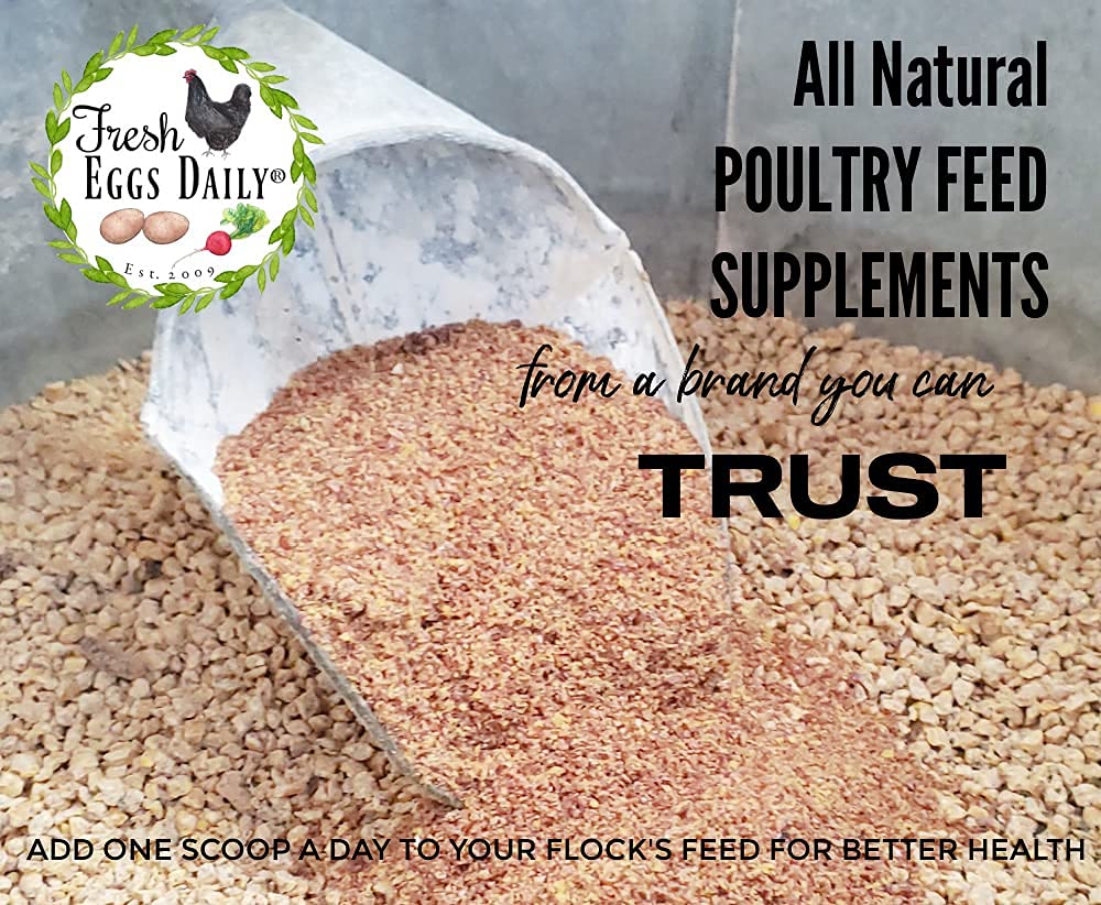 Fresh Eggs Daily: polvo de linaza en cuenco, favorece plumas brillantes en gallinas.