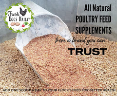 Fresh Eggs Daily: polvo de linaza en cuenco, favorece plumas brillantes en gallinas.