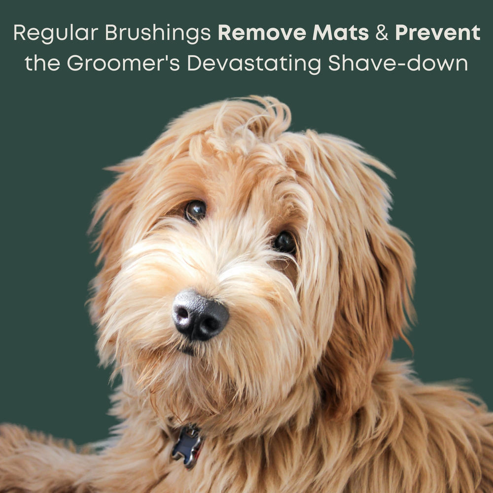 Deshedding suave con Freshly Bailey Doodle Slicker para pelaje limpio.