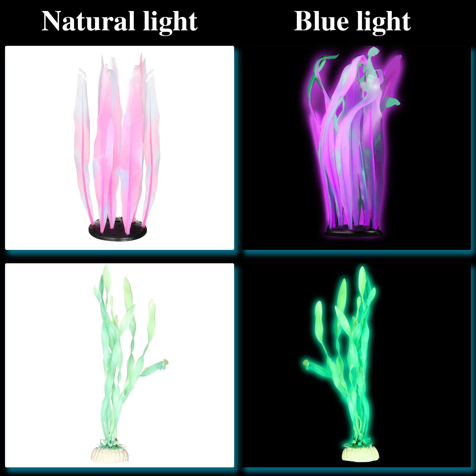 Frienda anémona fluorescente verde añade textura y color al acuario