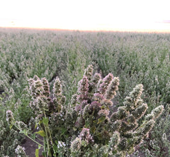 From The Field aroma hierba gatera vid de plata, ideal para sesiones de juego.