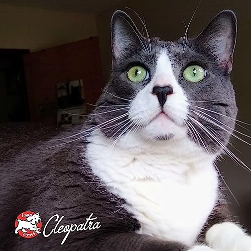 Apto Fromm Four-Star para todas las edades de gatos
