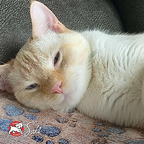Fromm PurrSnackitty, snack para entrenamiento, refuerzo positivo para gatos