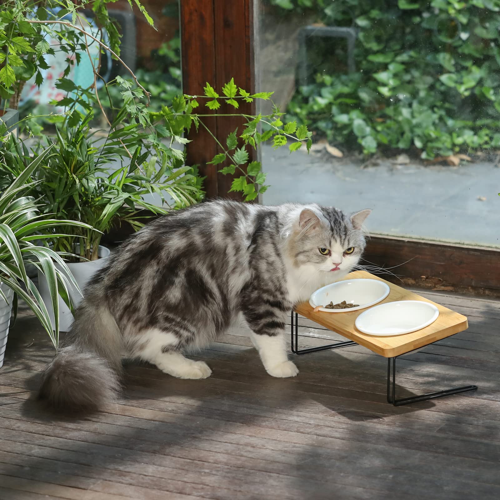 Tazón ancho de FUKUMARU adecuado para gatos.
