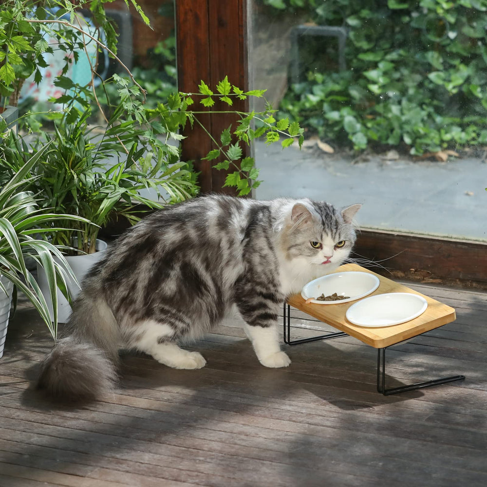 Tazón ancho de FUKUMARU adecuado para gatos.