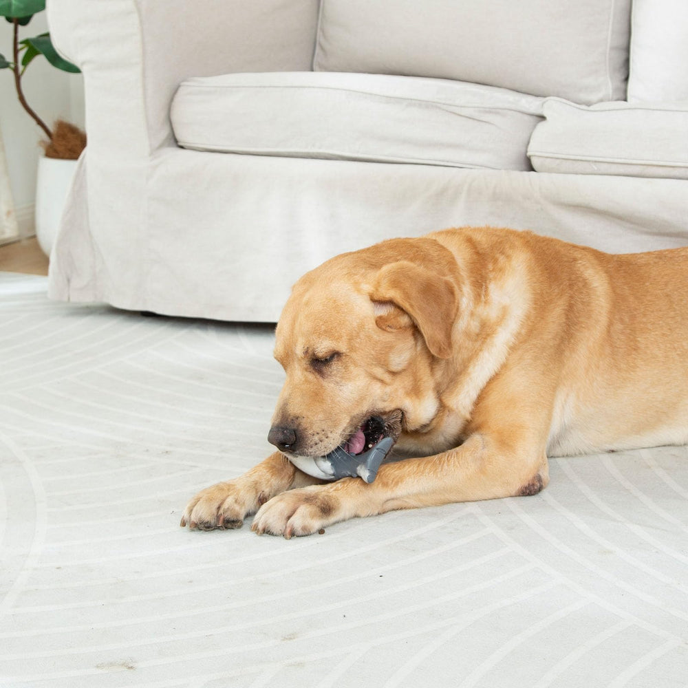 Regalo ideal para amantes de perros que buscan juego duradero con Funnbite.