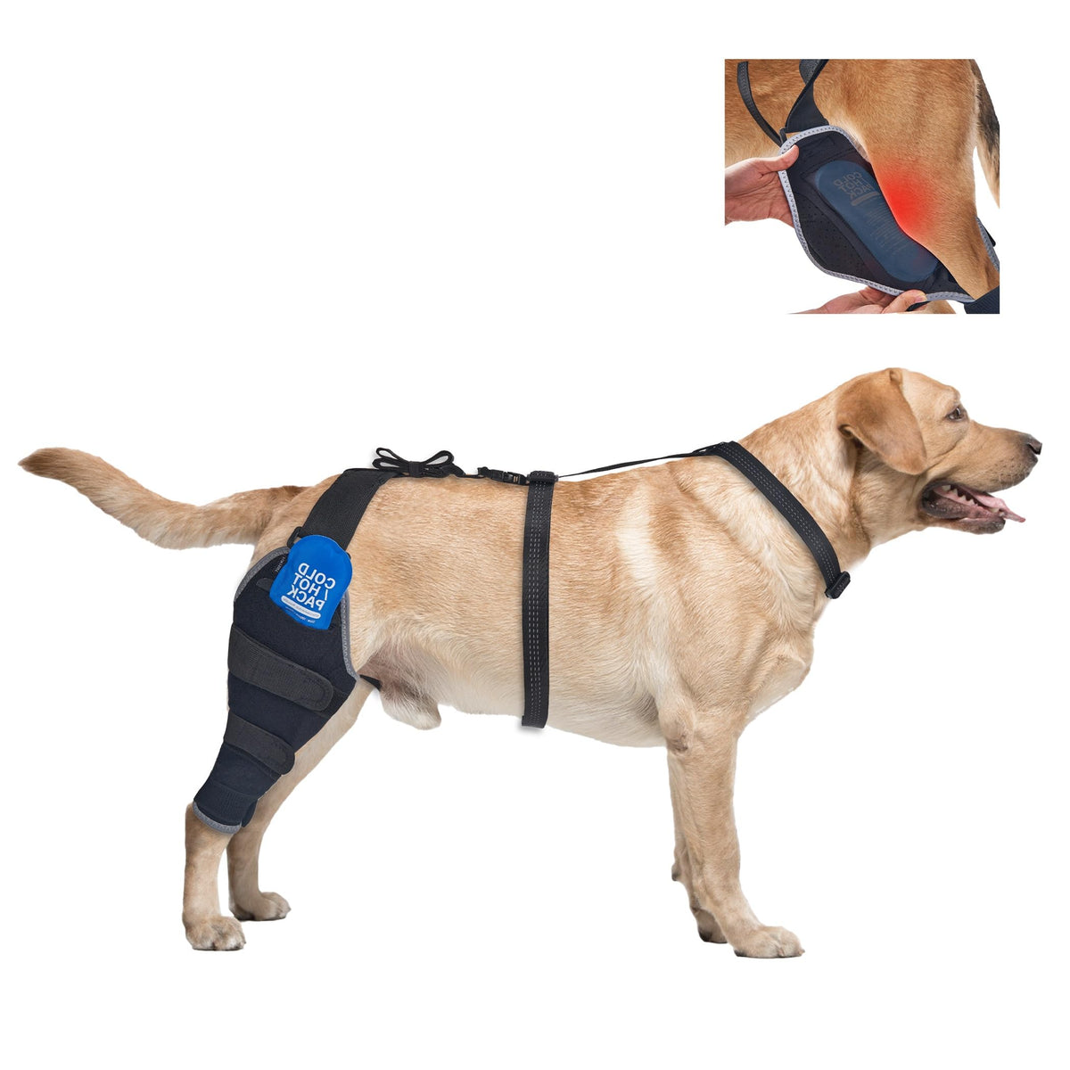 Ortesis Furtent en la rodilla trasera derecha del perro para soporte estable