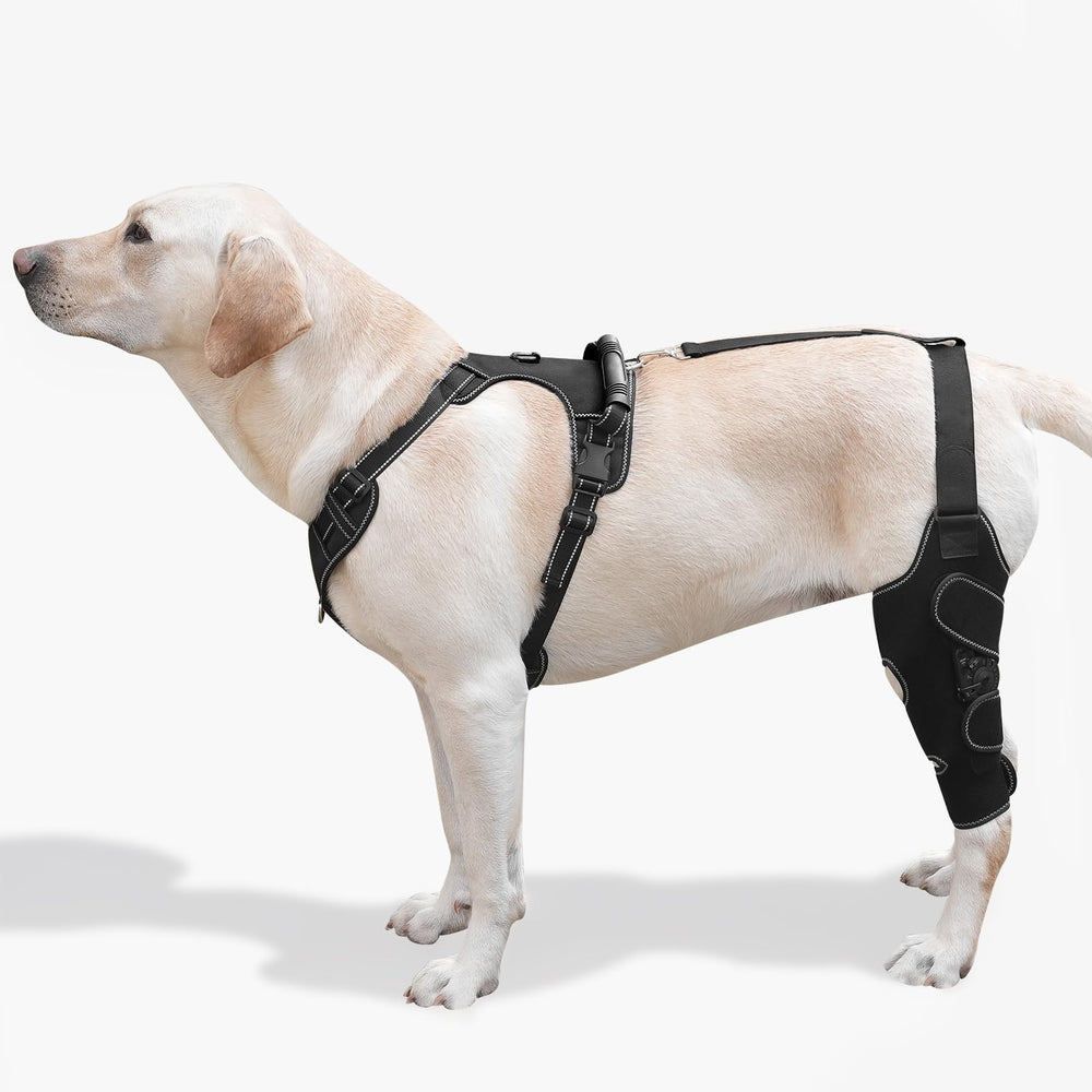 FurWell ortesis de rodilla para perro con ajuste personalizado para mayor estabilidad.