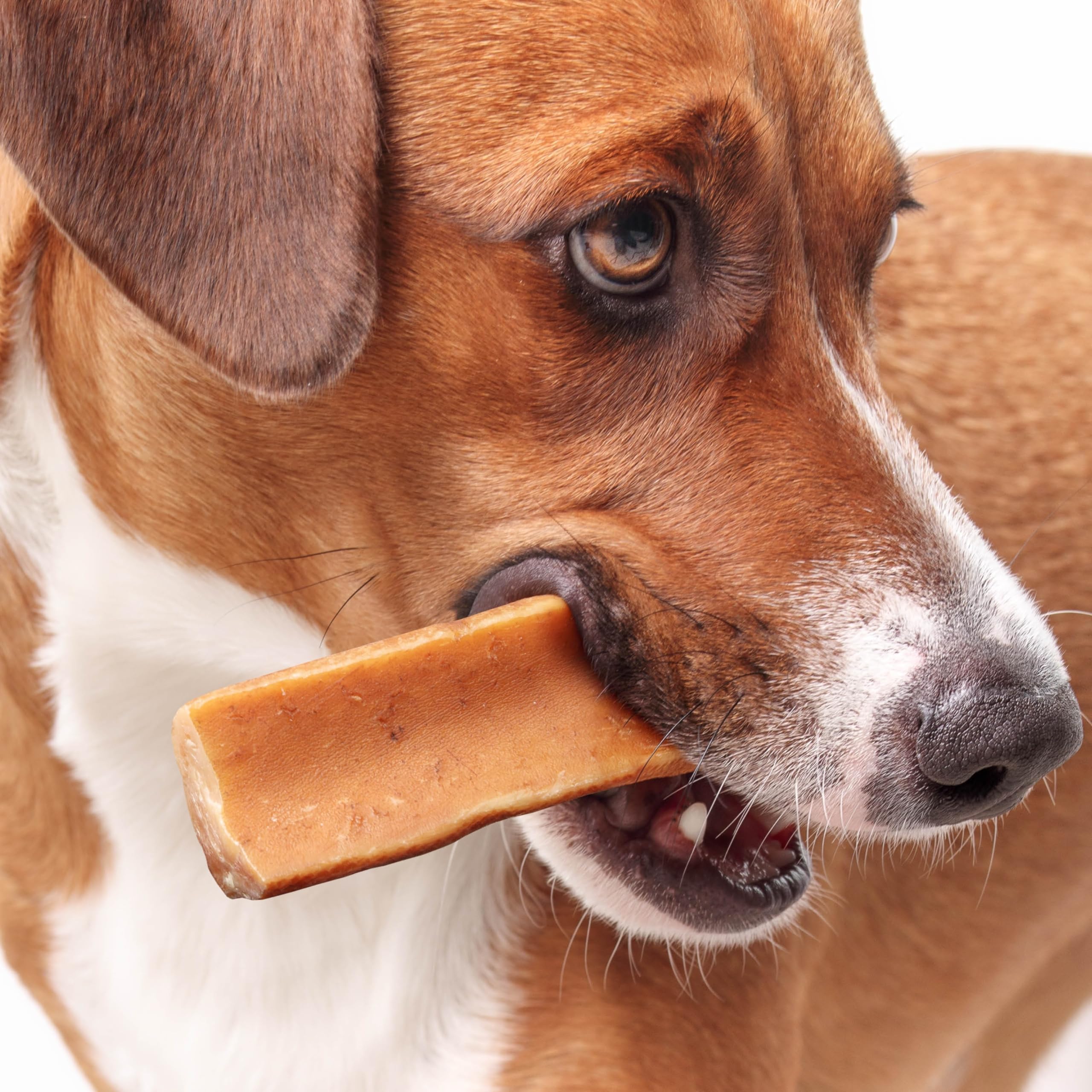 Fuzzl Yak Chews calabaza: sabor natural para gusto canino.
