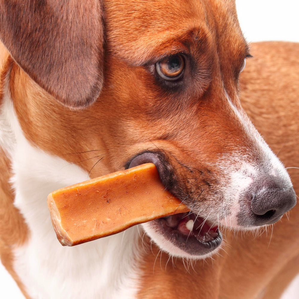 Fuzzl Yak Chews calabaza: sabor natural para gusto canino.