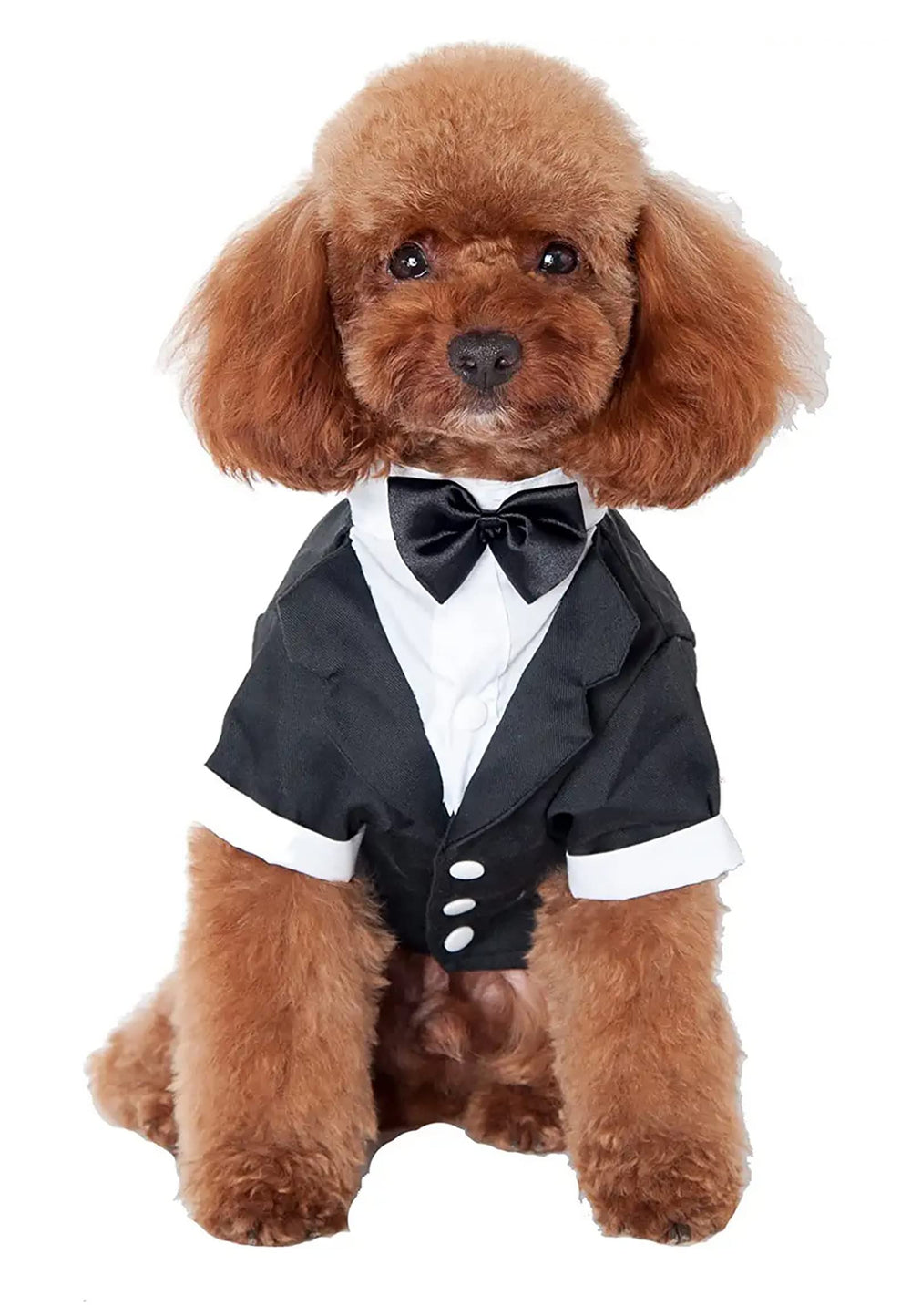 GabeFish chaqueta de boda para perros, detalle de corbatín negro.