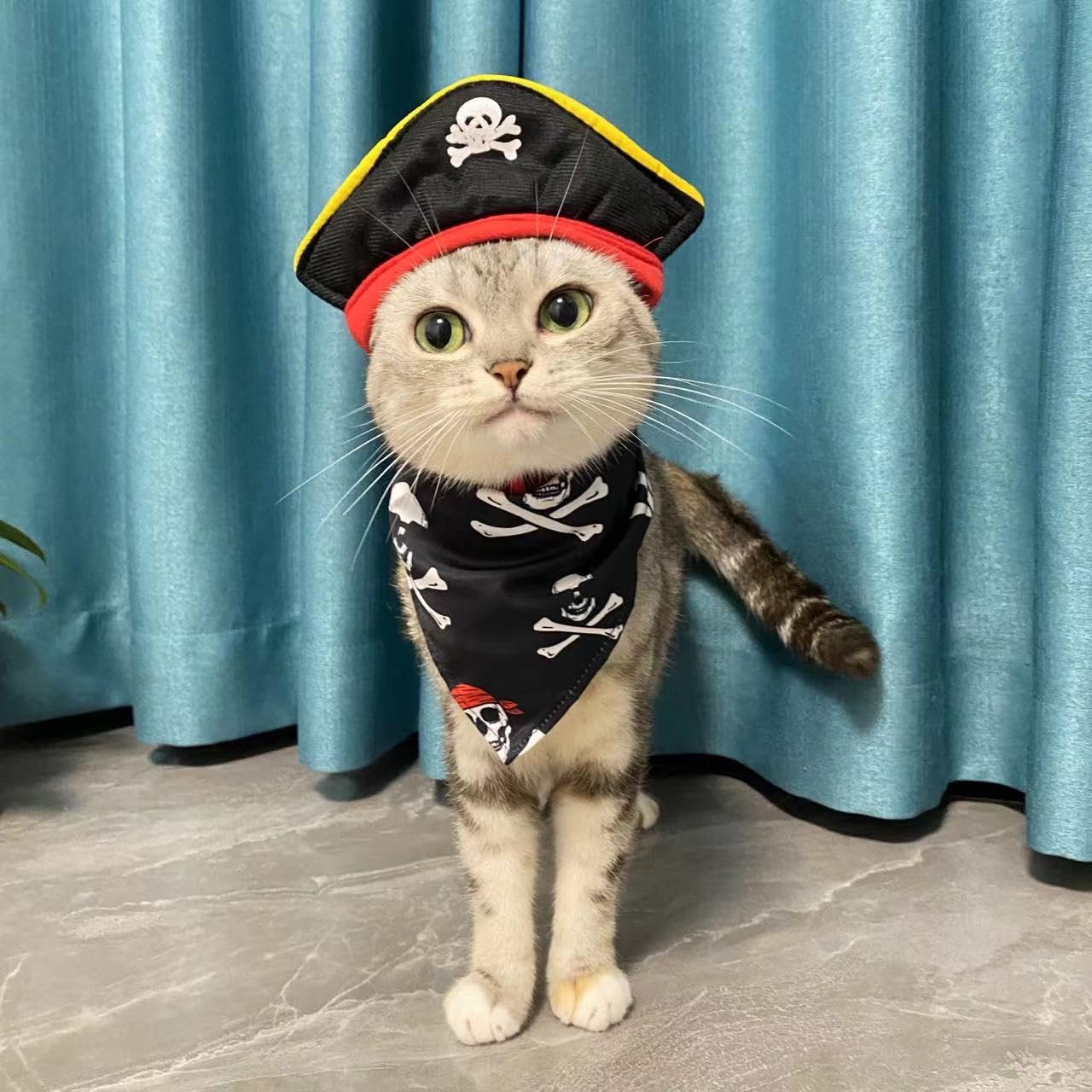 Parche pirata para ojos de GallaRato, complemento divertido para mascotas.