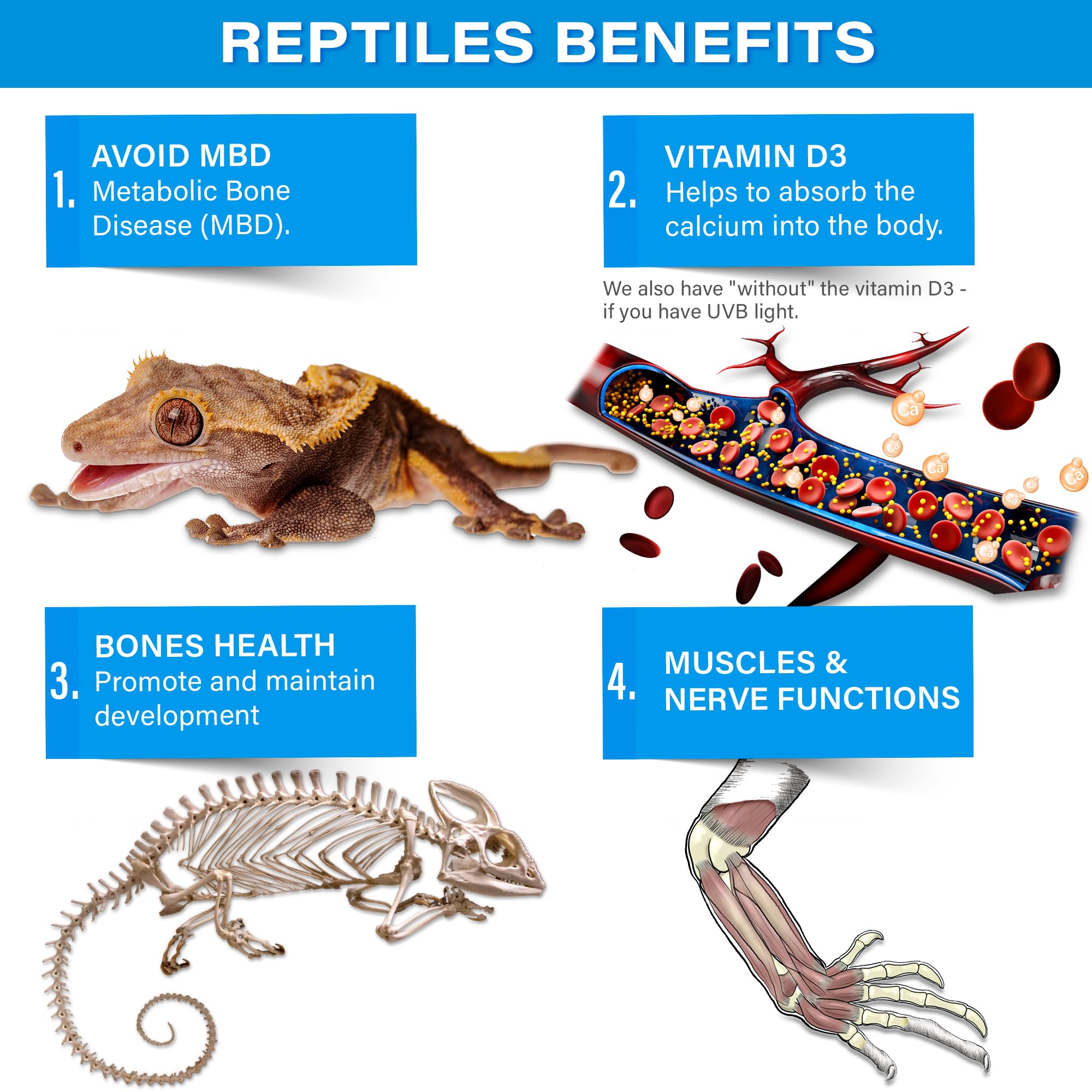 Gargeer calcio para reptiles, se puede espolvorear en ensaladas para una ingesta equilibrada.