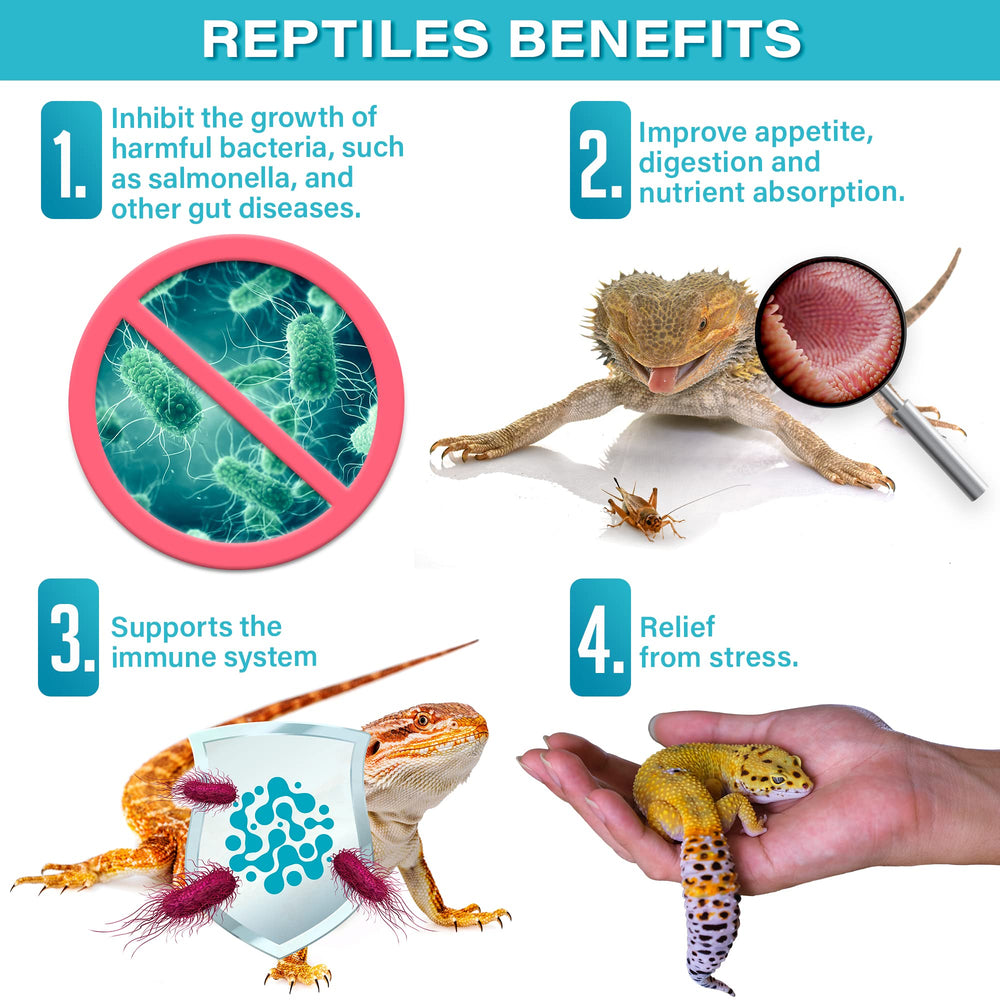 Dragón barbudo comiendo un alimento enriquecido con Gargeer Probiotics.